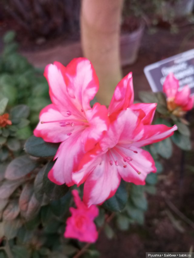 Предчувствие весны ❀ ❀ ❀ Эльфы в Аптекарском огороде