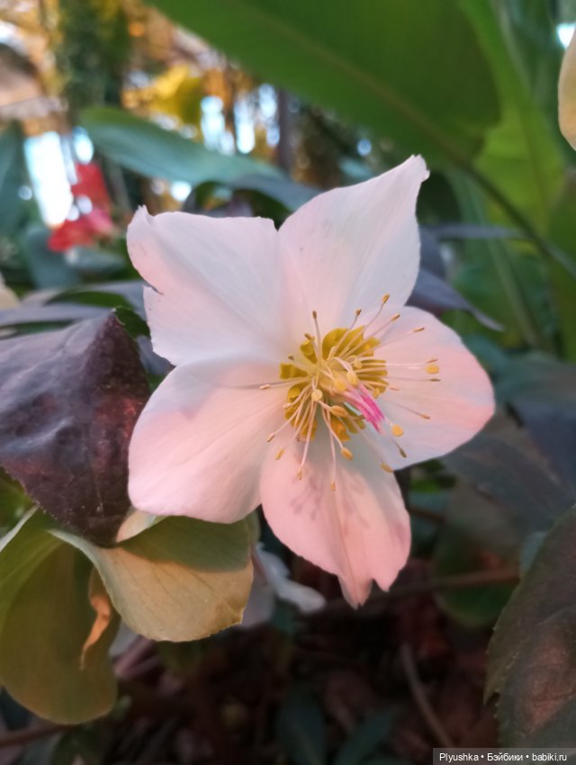 Предчувствие весны ❀ ❀ ❀ Эльфы в Аптекарском огороде