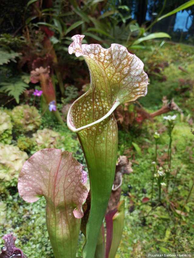 Предчувствие весны ❀ ❀ ❀ Эльфы в Аптекарском огороде (фото 8)