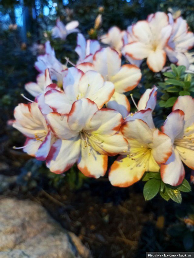 Предчувствие весны ❀ ❀ ❀ Эльфы в Аптекарском огороде