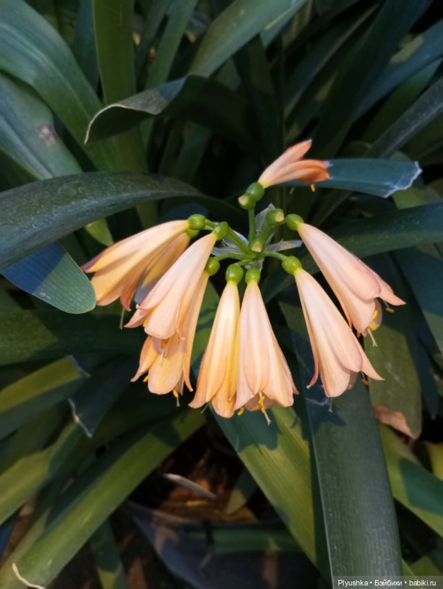 Предчувствие весны ❀ ❀ ❀ Эльфы в Аптекарском огороде