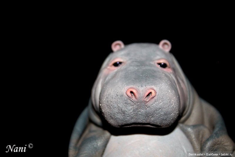 Бегемотик, которому все равно