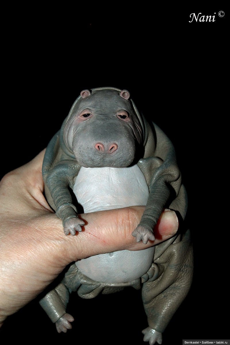 Бегемотик, которому все равно (фото 8)