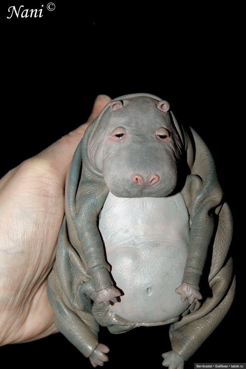 Бегемотик, которому все равно (фото 5)