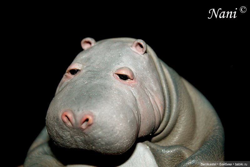 Бегемотик, которому все равно (фото 6)
