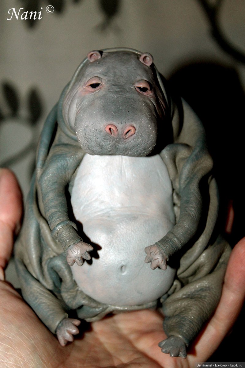 Бегемотик, которому все равно