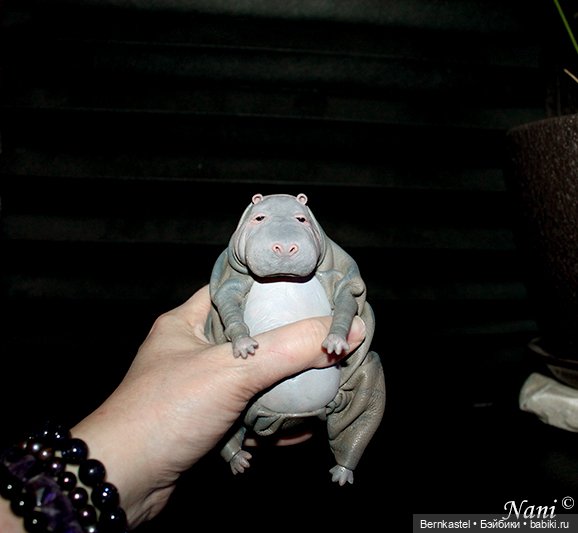 Бегемотик, которому все равно (фото 7)