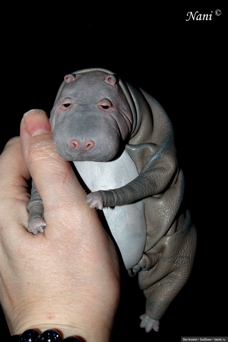 Бегемотик, которому все равно (фото 9)