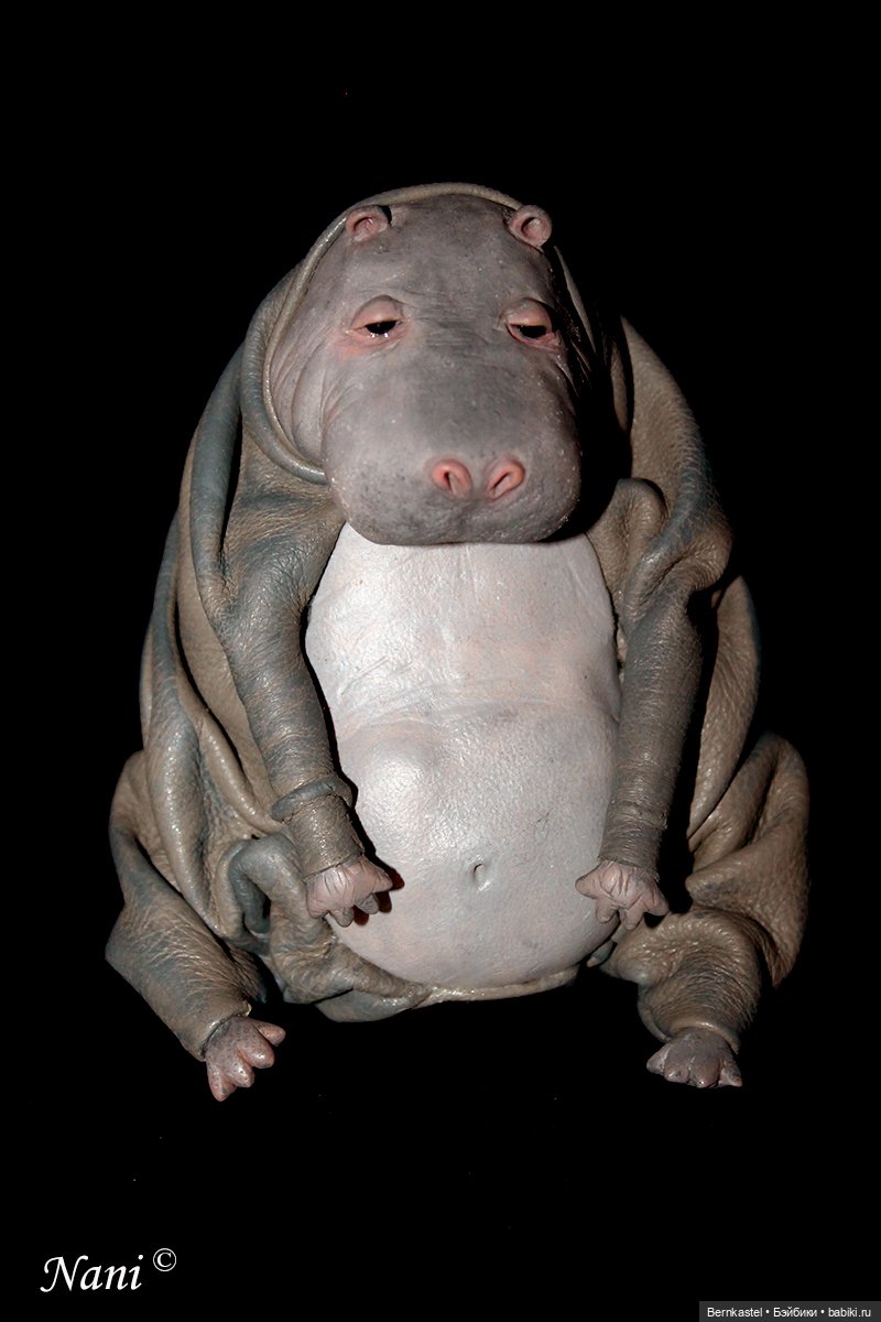 Бегемотик, которому все равно (фото 10)