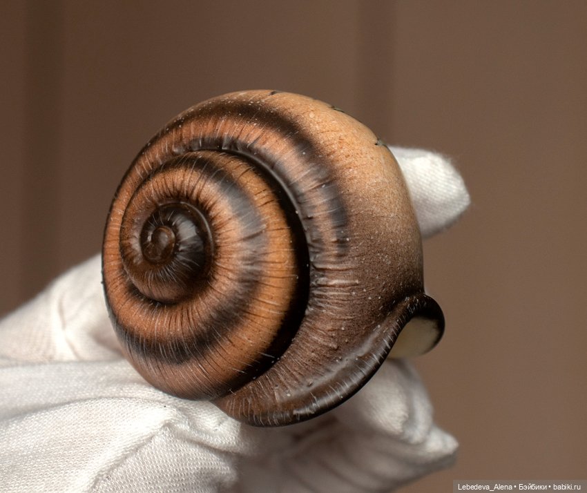 Улиточные работы, часть 1 (фото 3)