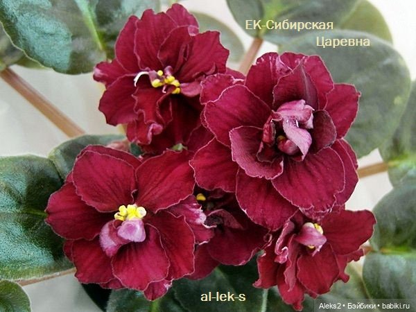 Моя любовь к куклам ГДР. Spielzeug Rauenstein ГДР Топтыжки и мои комнатные фиалки