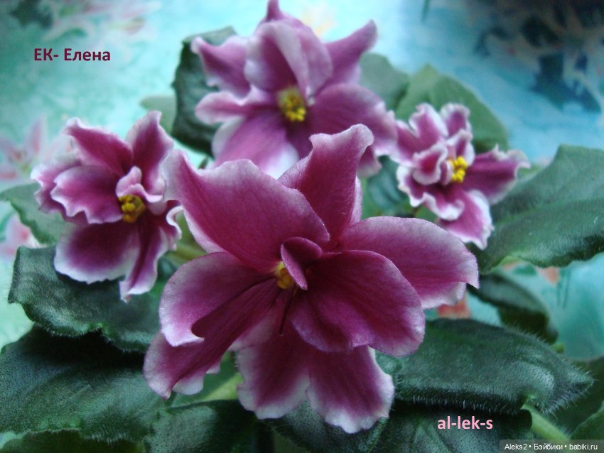 Моя любовь к куклам ГДР. Spielzeug Rauenstein ГДР Топтыжки и мои комнатные фиалки