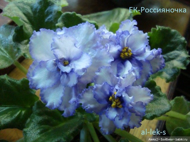 Моя любовь к куклам ГДР. Spielzeug Rauenstein ГДР Топтыжки и мои комнатные фиалки