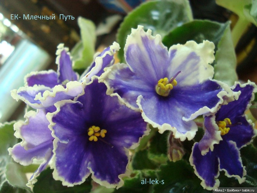 Моя любовь к куклам ГДР. Spielzeug Rauenstein ГДР Топтыжки и мои комнатные фиалки