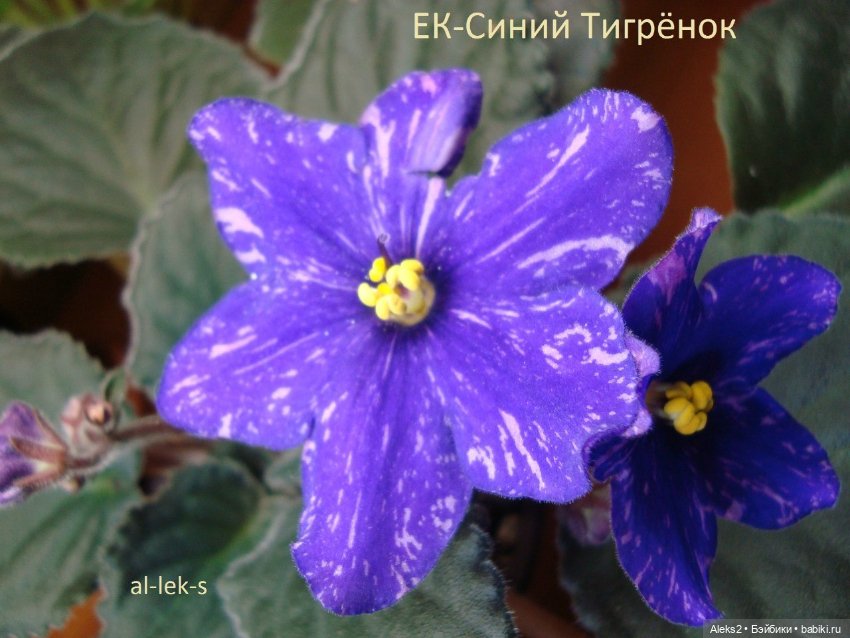 Моя любовь к куклам ГДР. Spielzeug Rauenstein ГДР Топтыжки и мои комнатные фиалки