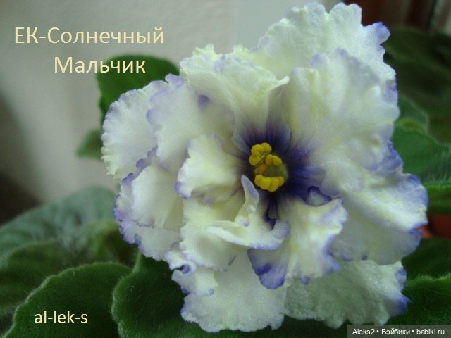 Моя любовь к куклам ГДР. Spielzeug Rauenstein ГДР Топтыжки и мои комнатные фиалки