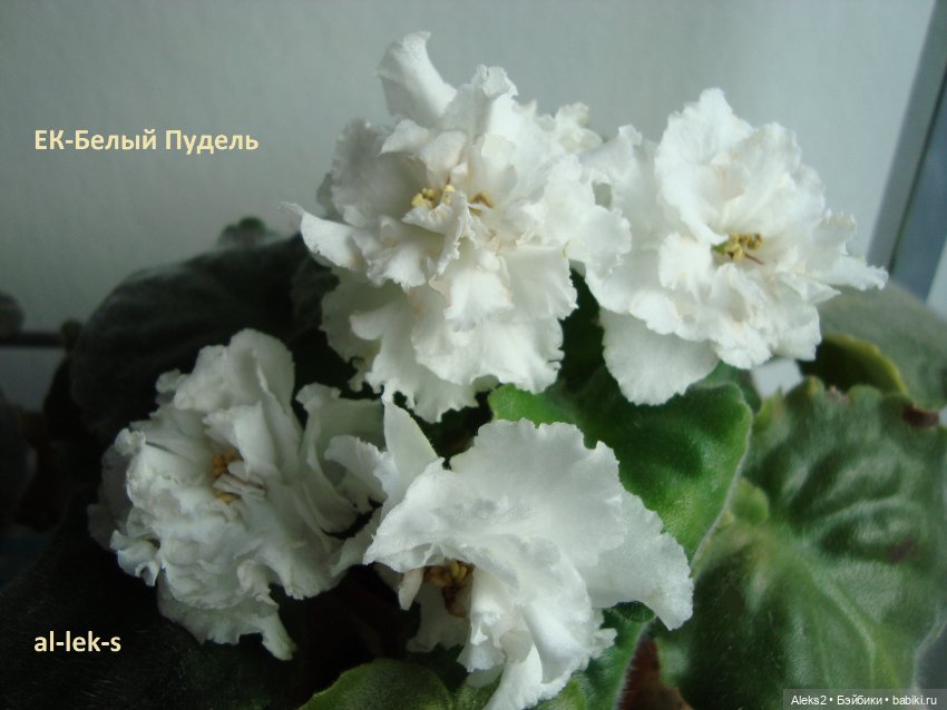 Моя любовь к куклам ГДР. Spielzeug Rauenstein ГДР Топтыжки и мои комнатные фиалки