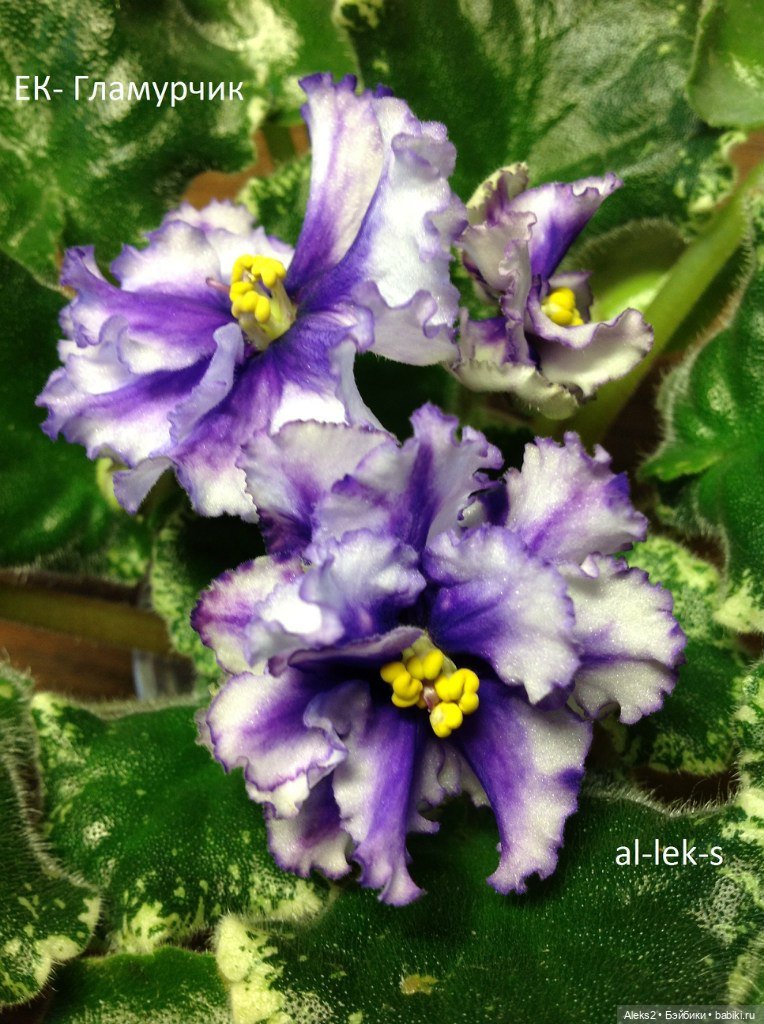 Моя любовь к куклам ГДР. Spielzeug Rauenstein ГДР Топтыжки и мои комнатные фиалки