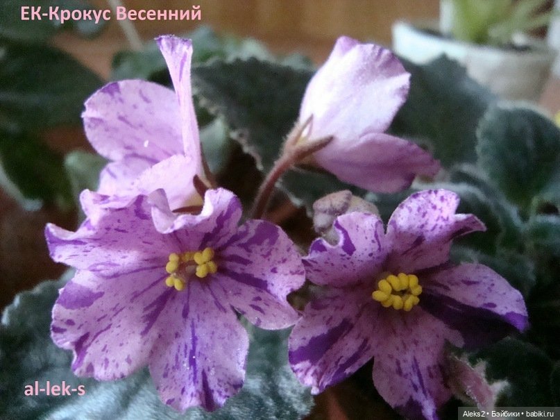 Моя любовь к куклам ГДР. Spielzeug Rauenstein ГДР Топтыжки и мои комнатные фиалки