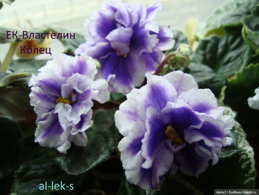 Моя любовь к куклам ГДР. Spielzeug Rauenstein ГДР Топтыжки и мои комнатные фиалки