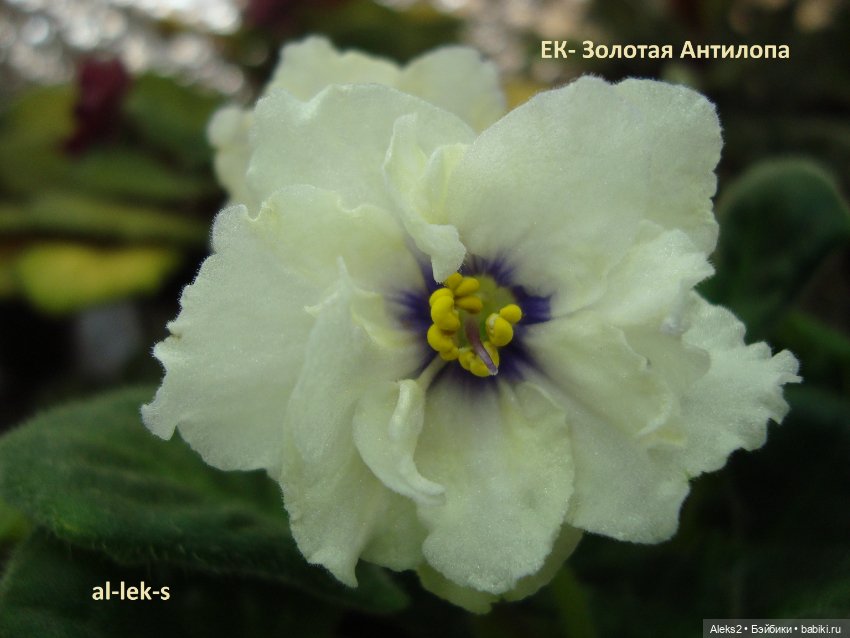 Моя любовь к куклам ГДР. Spielzeug Rauenstein ГДР Топтыжки и мои комнатные фиалки