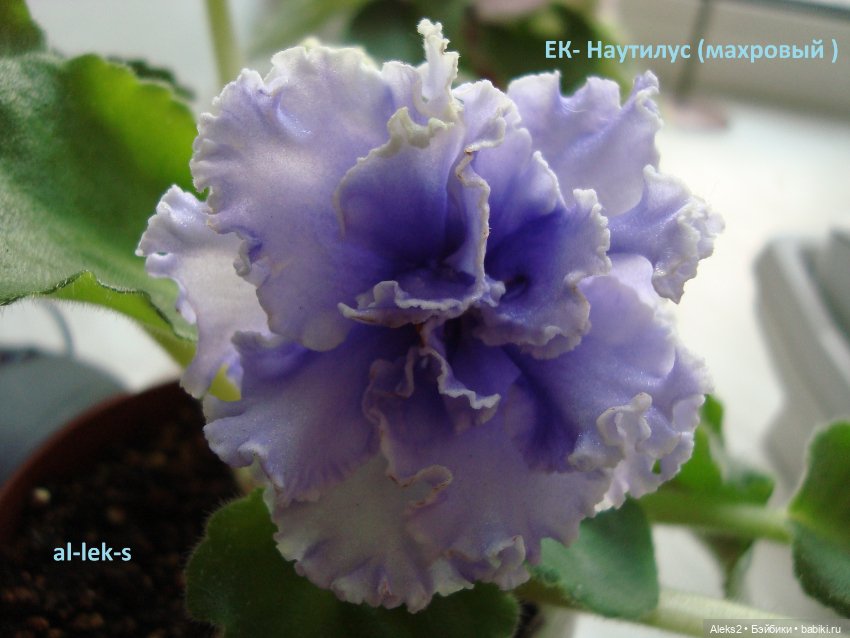 Моя любовь к куклам ГДР. Spielzeug Rauenstein ГДР Топтыжки и мои комнатные фиалки