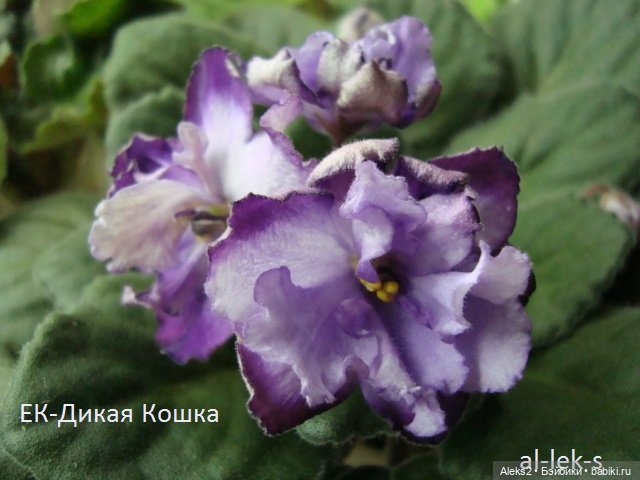 Моя любовь к куклам ГДР. Spielzeug Rauenstein ГДР Топтыжки и мои комнатные фиалки