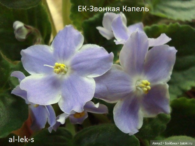 Моя любовь к куклам ГДР. Spielzeug Rauenstein ГДР Топтыжки и мои комнатные фиалки