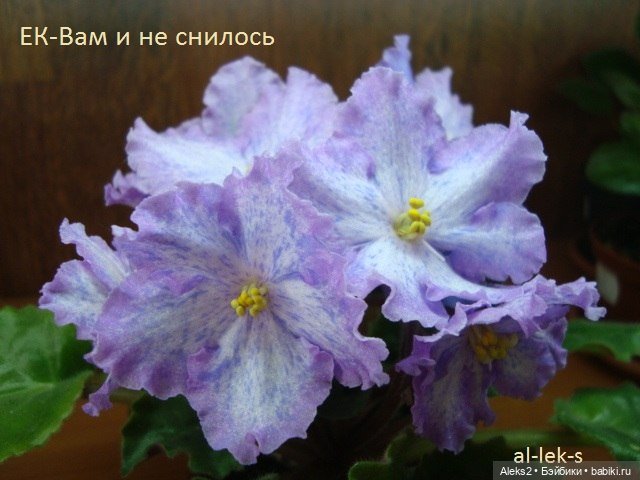 Моя любовь к куклам ГДР. Spielzeug Rauenstein ГДР Топтыжки и мои комнатные фиалки