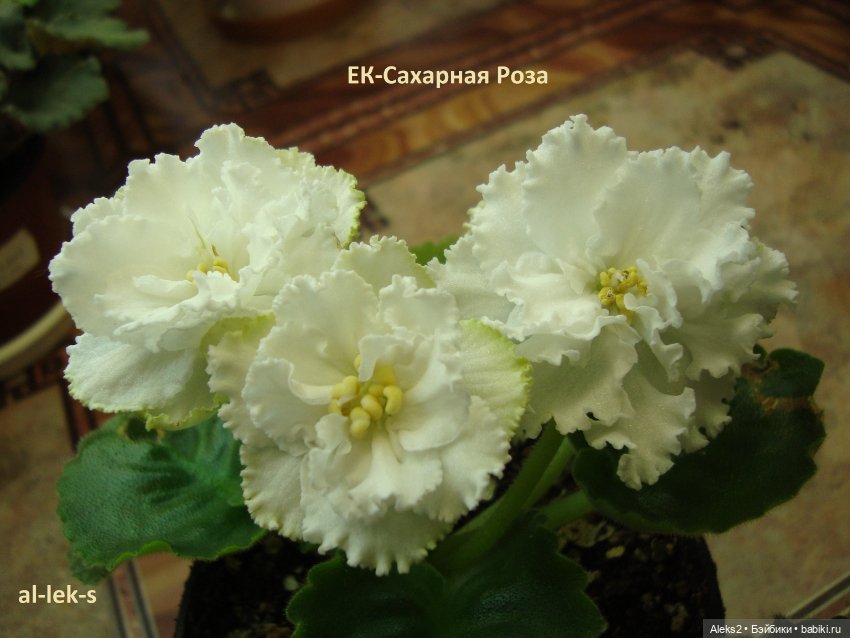 Моя любовь к куклам ГДР. Spielzeug Rauenstein ГДР Топтыжки и мои комнатные фиалки (фото 10)