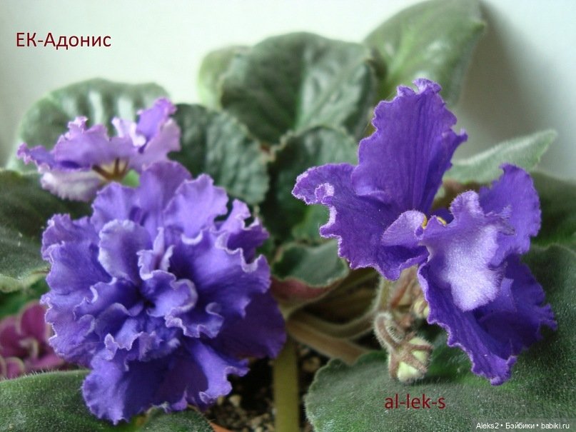 Моя любовь к куклам ГДР. Spielzeug Rauenstein ГДР Топтыжки и мои комнатные фиалки