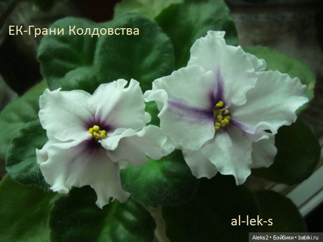 Моя любовь к куклам ГДР. Spielzeug Rauenstein ГДР Топтыжки и мои комнатные фиалки