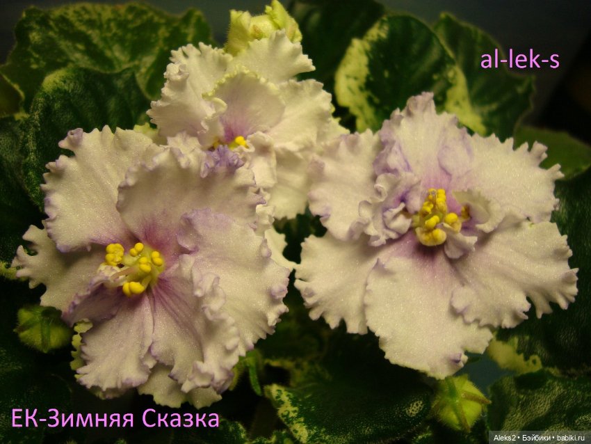 Моя любовь к куклам ГДР. Spielzeug Rauenstein ГДР Топтыжки и мои комнатные фиалки