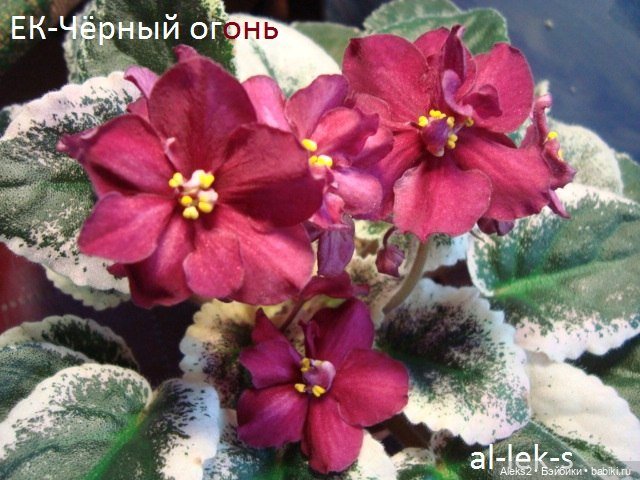 Моя любовь к куклам ГДР. Spielzeug Rauenstein ГДР Топтыжки и мои комнатные фиалки