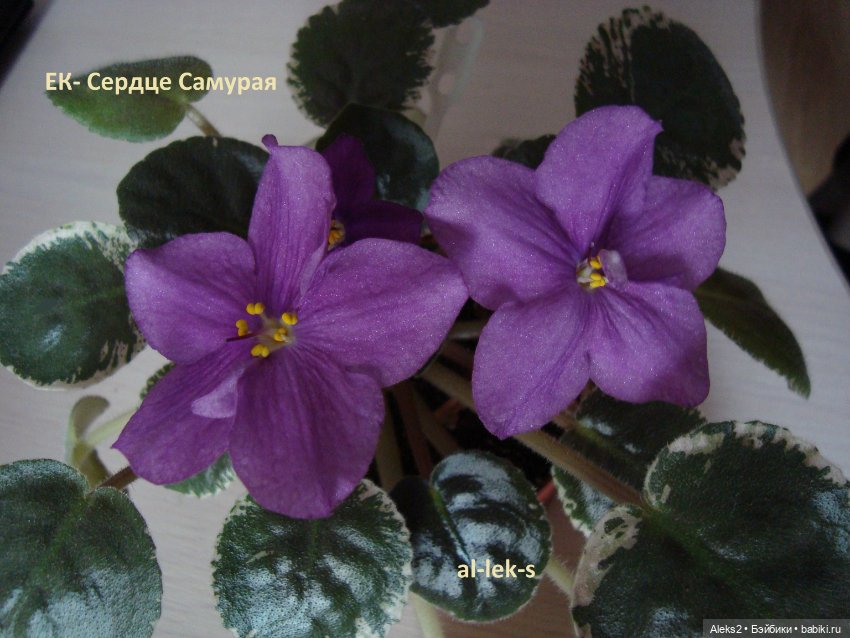 Моя любовь к куклам ГДР. Spielzeug Rauenstein ГДР Топтыжки и мои комнатные фиалки