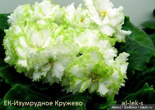 Моя любовь к куклам ГДР. Spielzeug Rauenstein ГДР Топтыжки и мои комнатные фиалки