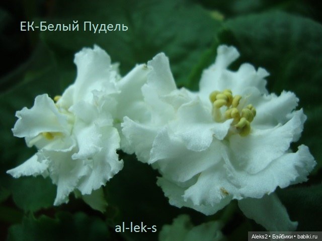 Моя любовь к куклам ГДР. Spielzeug Rauenstein ГДР Топтыжки и мои комнатные фиалки