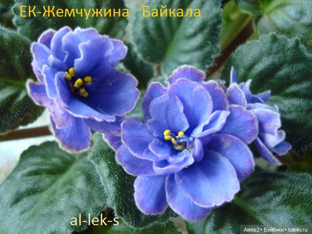 Моя любовь к куклам ГДР. Spielzeug Rauenstein ГДР Топтыжки и мои комнатные фиалки