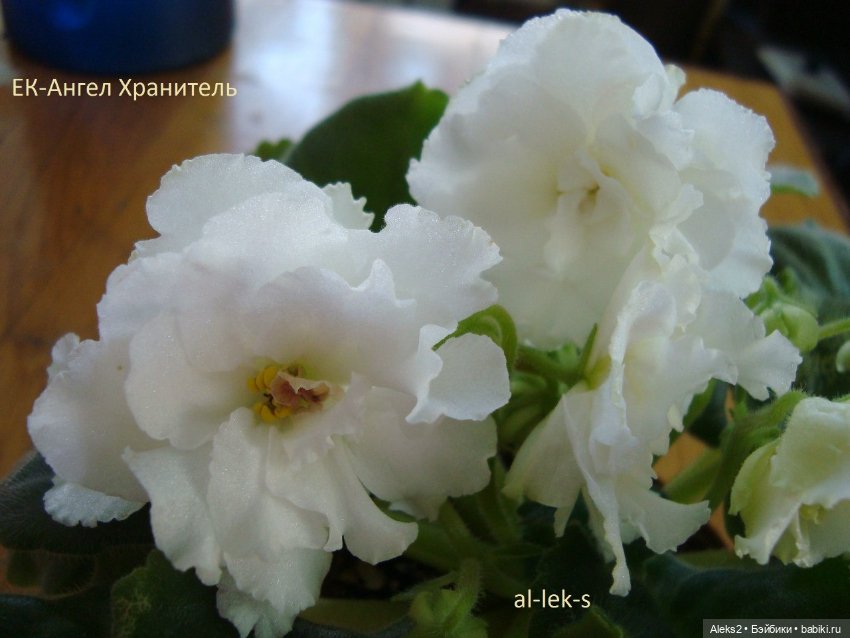 Моя любовь к куклам ГДР. Spielzeug Rauenstein ГДР Топтыжки и мои комнатные фиалки