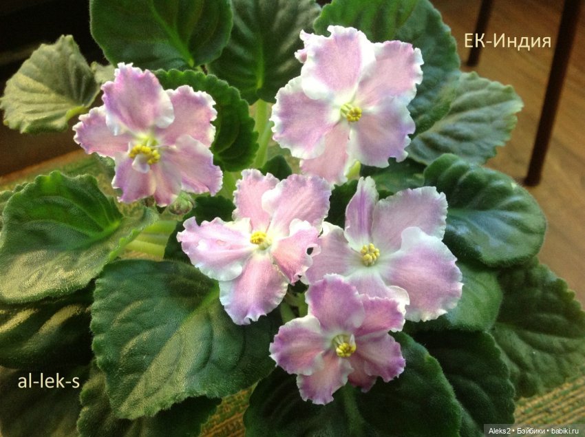 Моя любовь к куклам ГДР. Spielzeug Rauenstein ГДР Топтыжки и мои комнатные фиалки