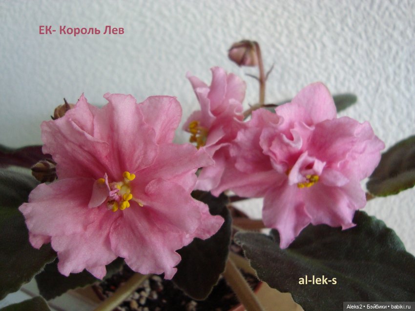 Моя любовь к куклам ГДР. Spielzeug Rauenstein ГДР Топтыжки и мои комнатные фиалки