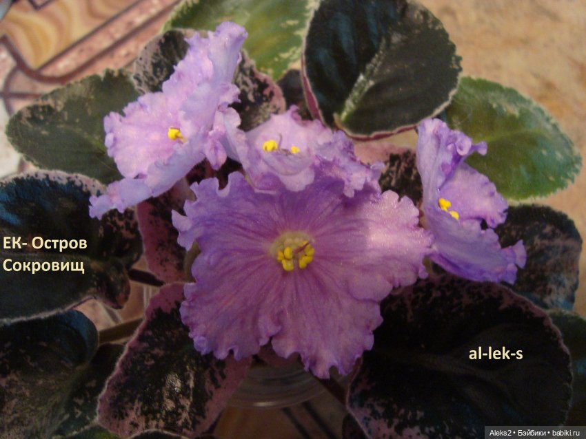 Моя любовь к куклам ГДР. Spielzeug Rauenstein ГДР Топтыжки и мои комнатные фиалки