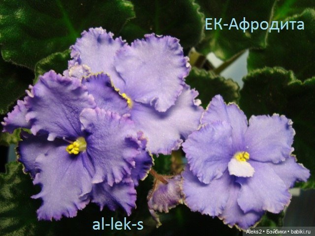 Моя любовь к куклам ГДР. Spielzeug Rauenstein ГДР Топтыжки и мои комнатные фиалки