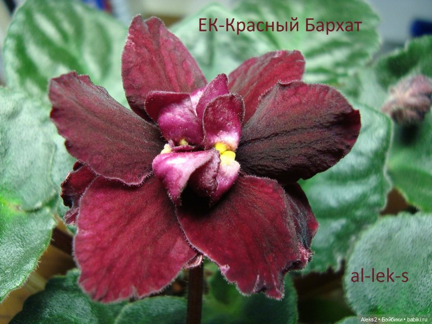 Моя любовь к куклам ГДР. Spielzeug Rauenstein ГДР Топтыжки и мои комнатные фиалки