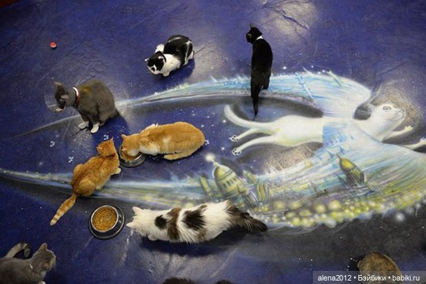 Петербургские коты! Прекрасны всегда! Особенно в марте (фото 7)