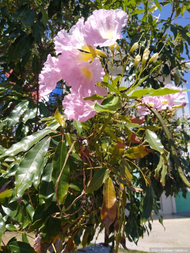 Кубинские каникулы Аватаров