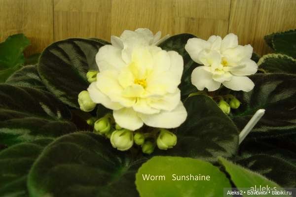 Моя любовь к куклам ГДР. Spielzeug Rauenstein ГДР и мои комнатные фиалки зарубежной селекции