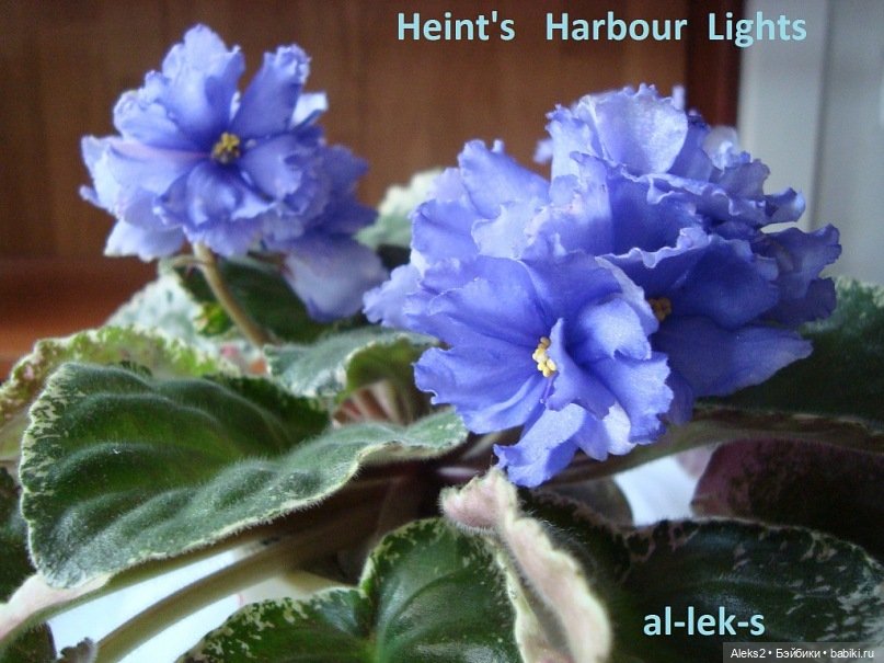 Моя любовь к куклам ГДР. Spielzeug Rauenstein ГДР и мои комнатные фиалки зарубежной селекции