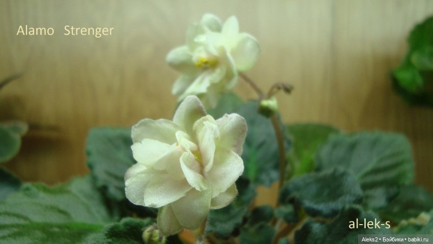 Моя любовь к куклам ГДР. Spielzeug Rauenstein ГДР и мои комнатные фиалки зарубежной селекции