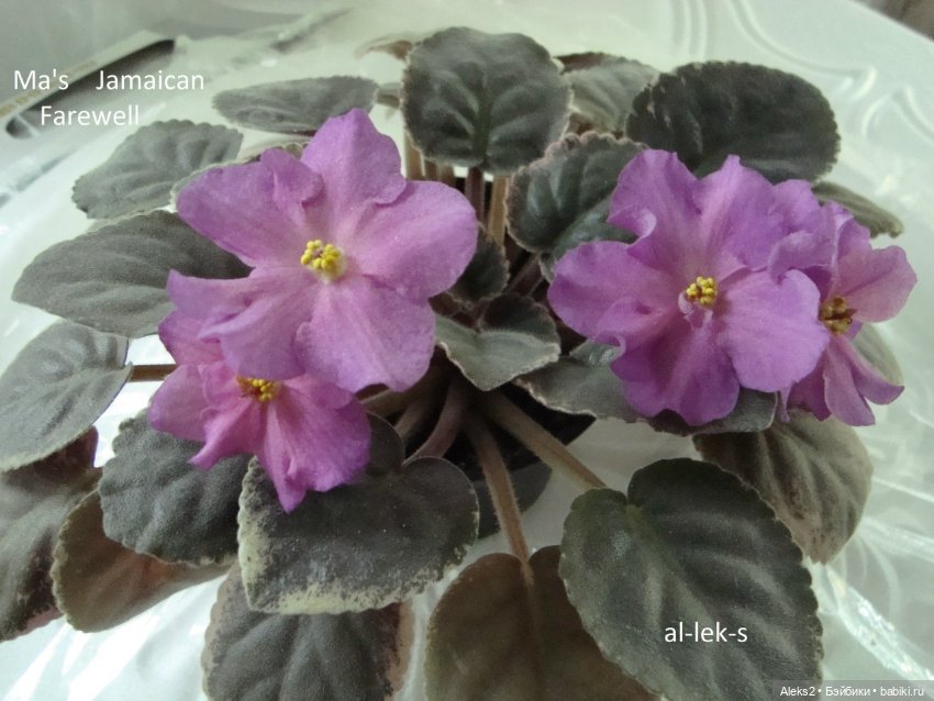 Моя любовь к куклам ГДР. Spielzeug Rauenstein ГДР и мои комнатные фиалки зарубежной селекции